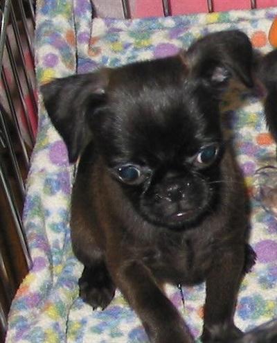 AKC reg. black male smooth coat Brussels Griffon puppy