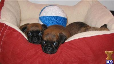 AKC Champion Sired Brussels Griffon Puppies