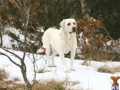 Gorgeous AKC ivory lab puppies coming soon