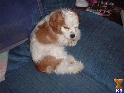 Cocker Spaniel AKC small apartment size 