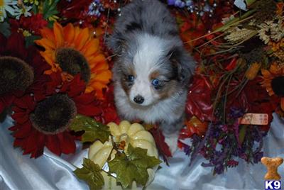 Total perfection from T.J.s aussies. Toy blue male for sale in pa