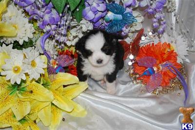 Colorful toy black tri male.