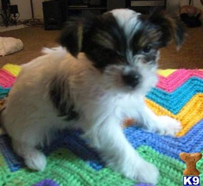 AKC Parti yorkie