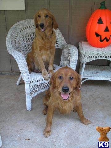AKC Registered Golden Retriever Puppies for Sale