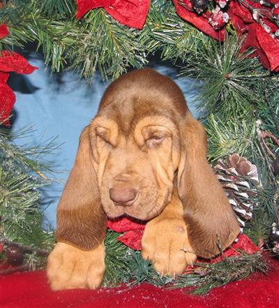 Christms Puppies champion trackers and champion show bloodlines