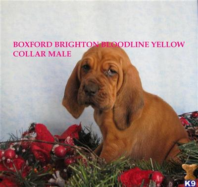 CHAMPION BRIGHTONS XMAS READY