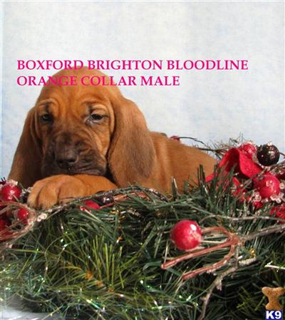 Boxford bloodline brightons