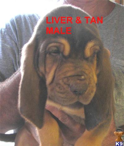 QUALITY LIVER AND TANS 