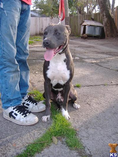 UKC PITBULL PUPPIES W EARS CLIPPED $450
