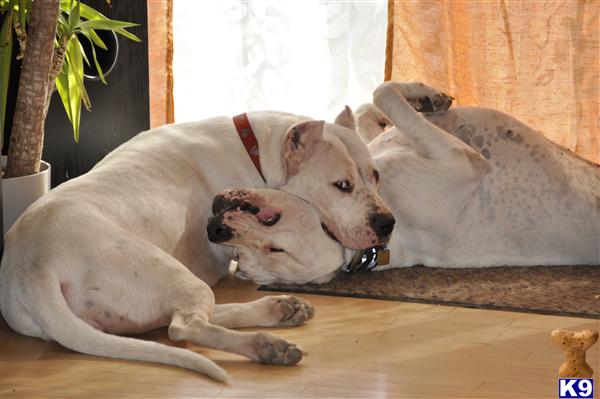 Dogo+argentino+for+sale+uk