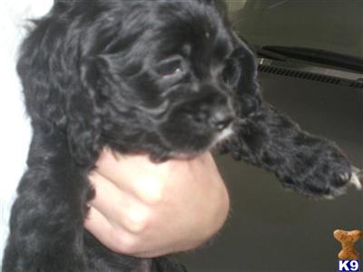 Registered cocker spaniel Puppies for sale