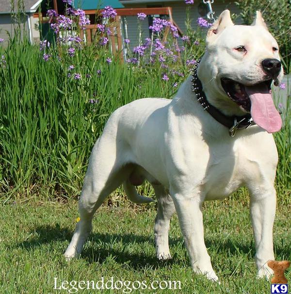 Dogo+argentino+breeders+arizona