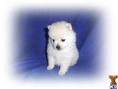 Pomeranian Puppies