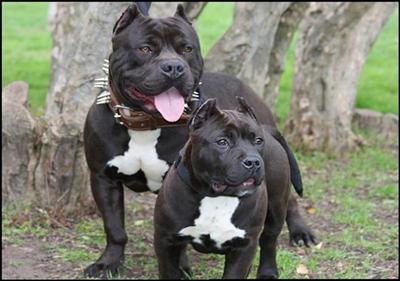   BULLY PITBULL PUPPIES 