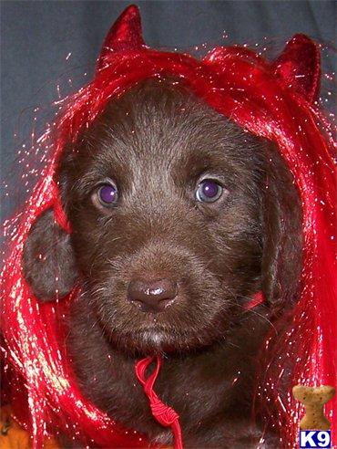 Exquisite Labradoodles From AKC Parents