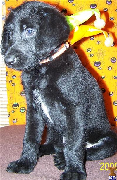 Beautiful Black Boy From AKC Parti and Silver Lab Parents
