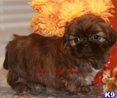 Imperial+shih+tzu+puppies+for+sale+uk