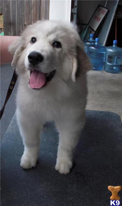 Great Pyrenees Female Puppy