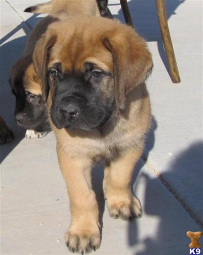 English Mastiff Puppies available Nov 24th 2009 mastiffs.tunnelvizion.net