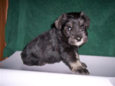 AKC MINIATURE SCHNAUZER