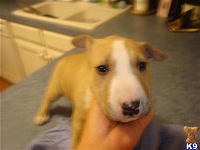 akc champ fawn male