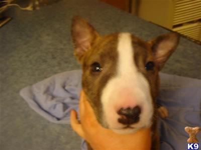 akc ch bull terrier brindle male