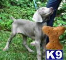 Fabulous AKC Weim pups ready to go home
