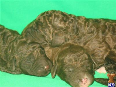 Labradoodle puppies