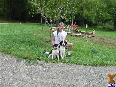 English Springer Spaniel Puppies