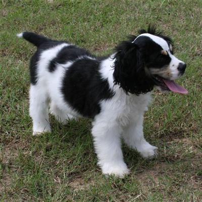 Cocker Puppy