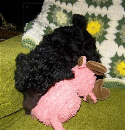 AKC Black Miniature Poodles