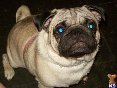 Oscar Sanchez AKC NAME