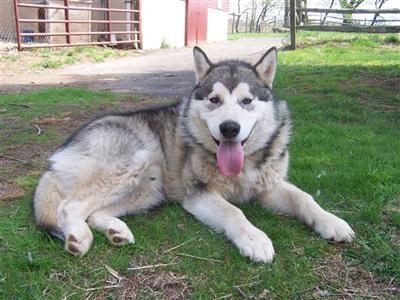 AKC ALASKAN MALAMUTE PUPPIESCHAMPION BLOODLINES
