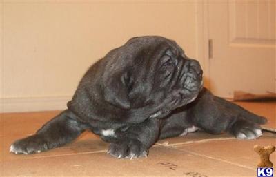 best neapolitan puppies in USA