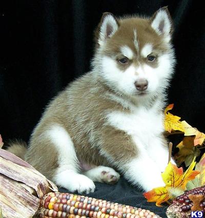Quality AKC Siberian Husky Puppies
