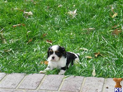 Virginia Cavalier Puppy
