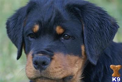 ADRK GERMAN ROTTWEILERS