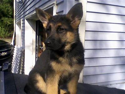 Beautiful German Shepherd Puppies