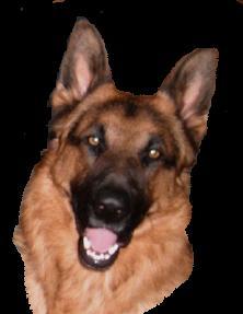 European Showline GERMAN SHEPHERD PUPS