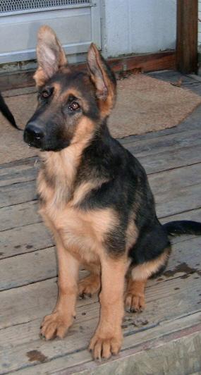  Female ShowCoat West German Showline Shepherd Puppy