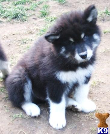 Alaskan Malamute Puppies Willow Creek Kennel