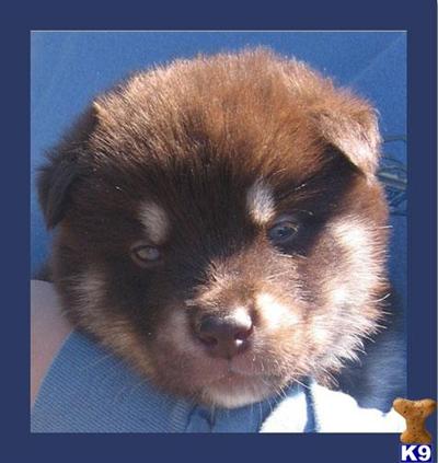 WILLOW CREEK KENNEL ALASKAN MALAMUTES