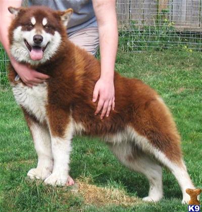 Willow Creek Kennel Alaskan Malamute Puppies