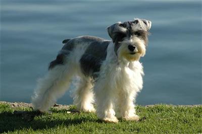 AKC SUPER COAT Parti Adult Breeding Female