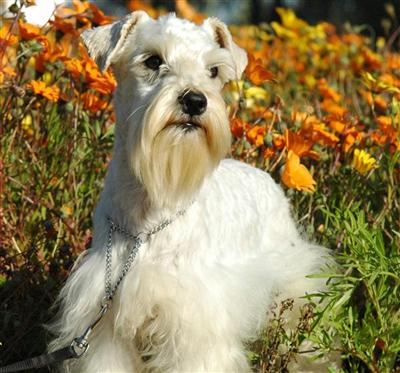 AKCToy Size Miniature Schnauzer At Stud- Solid White- Carries for Parti and Chocolate/Liver Colors