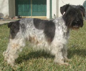 AKC Toy Sized Parti Color Miniature Schnauzer Litter Due in July