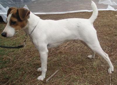 Upcoming Jack Russell Litter Due September 6th- Both Parents Show Champions