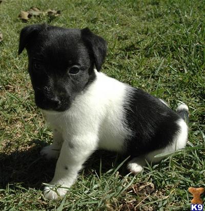 AKC/FSS Short Leg QUALITY Jack Russell Terrier- Imported Sire