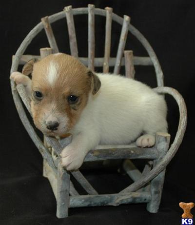 Top Quality Jack Russell Terrier Female- Both Parents Champions