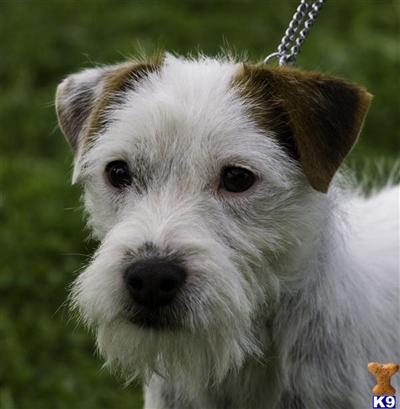 Upcoming UKC Parson Russell Terrier LItter- Champion Parents